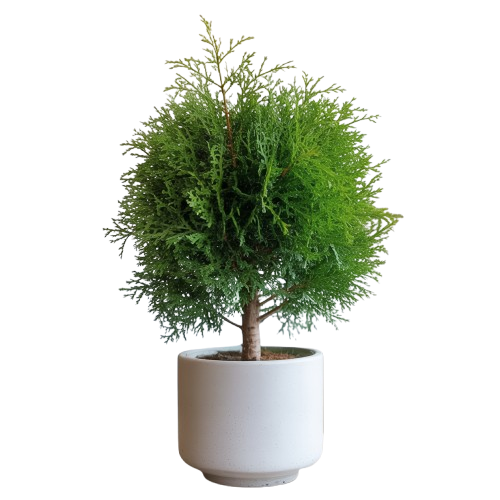 Oriental Arbor-vitae